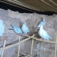 کفتر جوجه جوانه