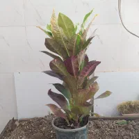 گل و گیاه کروتون|گل و گیاه طبیعی|اهواز, سیصد دستگاه|دیوار