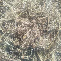 کاه تمیز و تازه