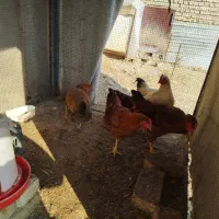 فروش مرغ و خروس