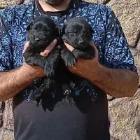 سگ ژرمن