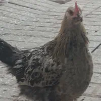 مرغ