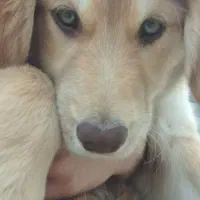 توله گلدن رتریور