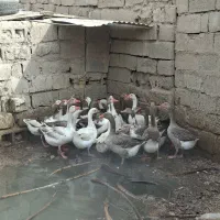 ماهشهر ۱۵ تا نر بزرگ برای فروش هست غاز