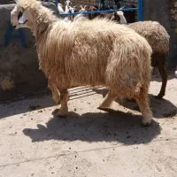 شیشک بختیاری بزرگ
