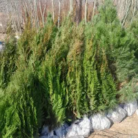 نهال|گل و گیاه طبیعی|مشهد, مهدی آباد|دیوار