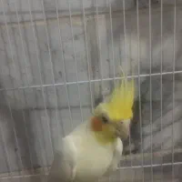 عروس هلندی لوتینو