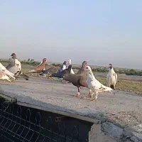 کفتر بوم کبوتر پرشی ۳ دسته کفتر مشهد همه نر