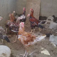 مرغ لاری