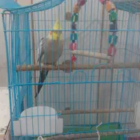 عروس هلندی|پرنده|امیدیه, |دیوار