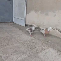 یک جفت طوقی نر وماده به شرط سالم