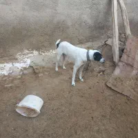 سگ نر|سگ|شیروان (خراسان), |دیوار