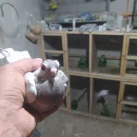 کبوتر چشم تلسکوپی