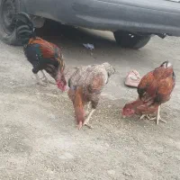 مرغ|حیوانات مزرعه|کهنوج, |دیوار