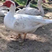 اردک اسرائیلی ،اسراییلی نر وماده