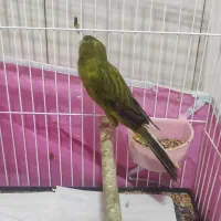 نر و ماده سالم|پرنده|رشت, صفاری|دیوار