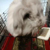 فروش خرگوش لوپ ماده با لوازم کامل|موش و خرگوش|تهران, دبستان|دیوار