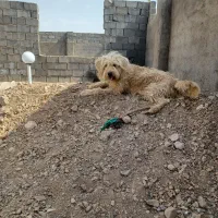سگ پاکوتا