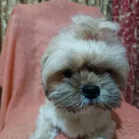 سگ پشمالو ناز خشگل خونگی