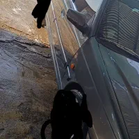 پژو پارس کاشمر|خودرو سواری و وانت|کاشمر, |دیوار