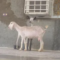 کهرماده دوقلوزا شیرخوار بازیگوش ۲عددبز صلاله محلی|حیوانات مزرعه|بندرعباس, |دیوار