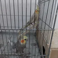 یک جفت عروس هلندی مولد