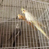 عروس هلندی مولد