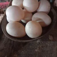 تخم غاز تخم اردک اسرایلی