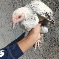 نیمچه برهما گلین