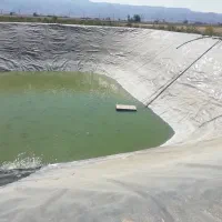 فروش ماهی کپور و آمور در استخر کشاورزی جهت طبخ|ماهی|ششده و قره بلاغ, |دیوار