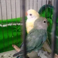 باسلام دو جفت جوجه کوتوله بالغ دون خور