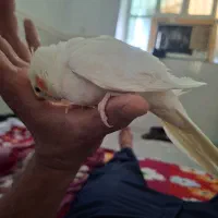 یک عروس|پرنده|سعدآباد, |دیوار