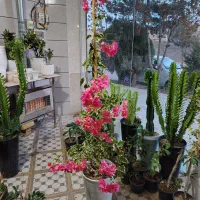 گل کاغذی ابلغ نارنجی خاص و کلکسیونی