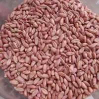 گندم بوجاری شده