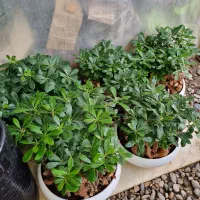 گل داودی چهارفصل سرو شیراز میخک عبایی پاپیتال گلدا|گل و گیاه طبیعی|مشهد, چهارچشمه|دیوار