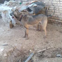 سگ عراقی۳سال