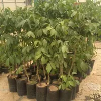 نهال گردو بادام بلوبری پسته در نهالستان فردا نهال|خدمات باغبانی و درختکاری|تهران, آذربایجان|دیوار