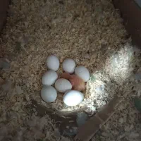 طوطی برزیلی شاه طوطی رام و سخنگو راهب گرینچیک