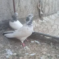 کله دم سبز