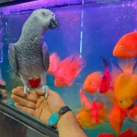 طوطی کاسکو دستی سخنگو