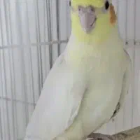 عروس هلندی مولد و سخنگو