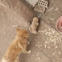 سگ  پاکوتاه پامر مادرش اشپیتز فقط یکی مونده