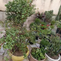 گل و گیاه آپارتمانی