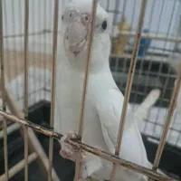 عروس هلندیطوطی|پرنده|تهران, مرزداران|دیوار