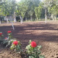 طراحی مشاوره نگهداری و اجرای فضای سبز