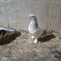 کبوتر|پرنده|شیراز, رکن‌آباد|دیوار