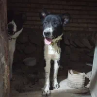 واگذاری|سگ|فریدونشهر, |دیوار