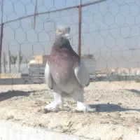 کبوتر|پرنده|شیراز, شریف‌آباد|دیوار