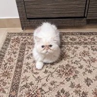 چند عددگربه بالغ