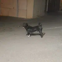 گمشده|حیوانات|مشگین شهر, |دیوار